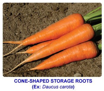 NCERT notes, free, CBSE notes, root, root system, Characteristics of root, functions of root, modifications of root, tap root system, fibrous root system