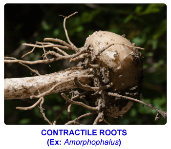 NCERT notes, free, CBSE notes, root, root system, Characteristics of root, functions of root, modifications of root, tap root system, fibrous root system