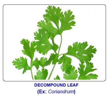 NCERT notes, free, CBSE notes, Leaf, Characteristics of leaf, functions of leaf, modifications of leaf, phyllotaxy, Venation, tendrils, spines, trap leaves, reproductive leaves