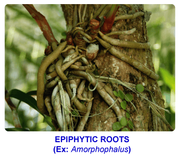 NCERT notes, free, CBSE notes, root, root system, Characteristics of root, functions of root, modifications of root, tap root system, fibrous root system