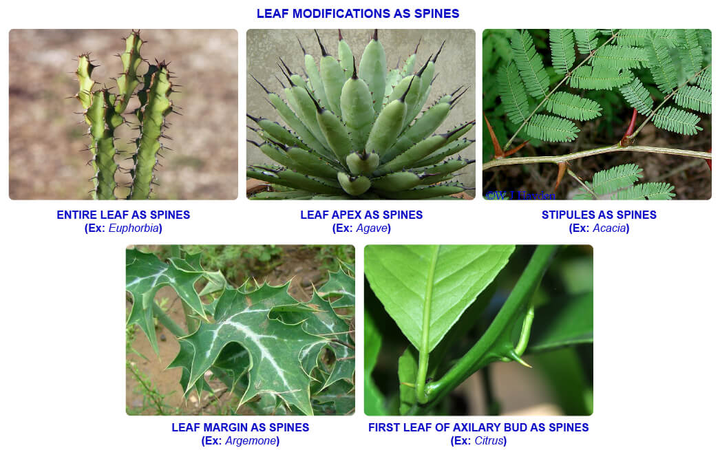 NCERT notes, free, CBSE notes, Stem, Shoot system, Characteristics of stem, functions of stem, modifications of stem, Hrbs, shurbs, trees, climbers, stragglers, tendrils