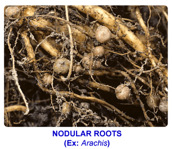 NCERT notes, free, CBSE notes, root, root system, Characteristics of root, functions of root, modifications of root, tap root system, fibrous root system