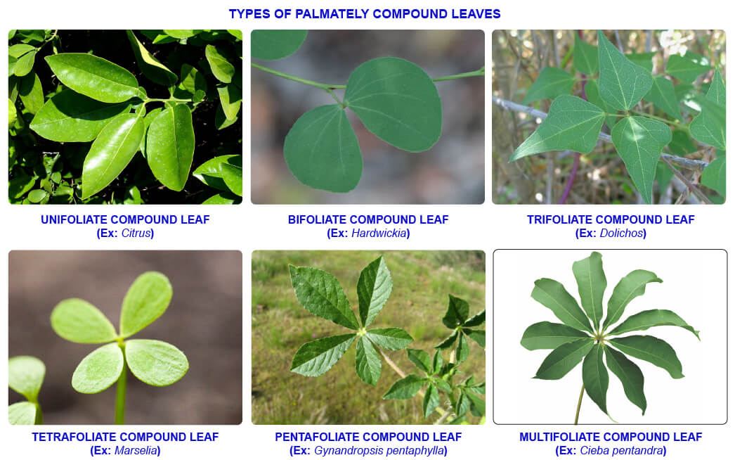 NCERT notes, free, CBSE notes, Leaf, Characteristics of leaf, functions of leaf, modifications of leaf, phyllotaxy, Venation, tendrils, spines, trap leaves, reproductive leaves