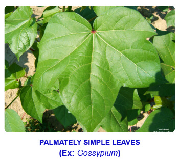 NCERT notes, free, CBSE notes, Leaf, Characteristics of leaf, functions of leaf, modifications of leaf, phyllotaxy, Venation, tendrils, spines, trap leaves, reproductive leaves