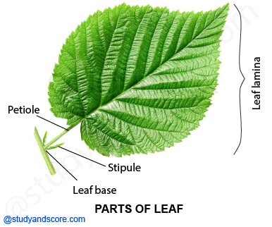 NCERT notes, free, CBSE notes, Leaf, Characteristics of leaf, functions of leaf, modifications of leaf, phyllotaxy, Venation, tendrils, spines, trap leaves, reproductive leaves