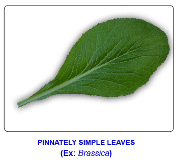 NCERT notes, free, CBSE notes, Leaf, Characteristics of leaf, functions of leaf, modifications of leaf, phyllotaxy, Venation, tendrils, spines, trap leaves, reproductive leaves