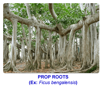 NCERT notes, free, CBSE notes, root, root system, Characteristics of root, functions of root, modifications of root, tap root system, fibrous root system