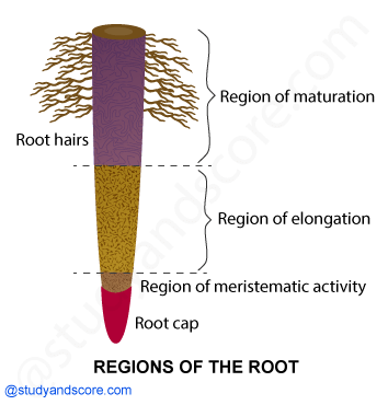 NCERT notes, free, CBSE notes, root, root system, charecteristics of root, functions of root, modifications of root, tp root system, fibrous root system