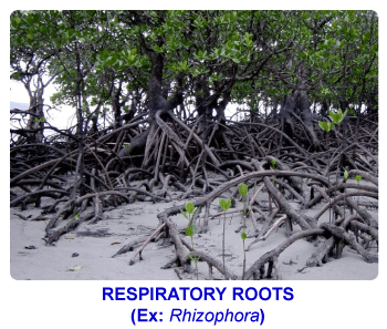 NCERT notes, free, CBSE notes, root, root system, Characteristics of root, functions of root, modifications of root, tap root system, fibrous root system