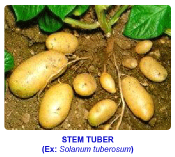 NCERT notes, free, CBSE notes, Stem, Shoot system, Characteristics of stem, functions of stem, modifications of stem, Hrbs, shurbs, trees, climbers, stragglers, tendrils