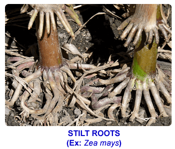 NCERT notes, free, CBSE notes, root, root system, Characteristics of root, functions of root, modifications of root, tap root system, fibrous root system