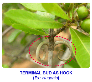 NCERT notes, free, CBSE notes, Stem, Shoot system, Characteristics of stem, functions of stem, modifications of stem, Hrbs, shurbs, trees, climbers, stragglers, tendrils