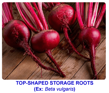 NCERT notes, free, CBSE notes, root, root system, Characteristics of root, functions of root, modifications of root, tap root system, fibrous root system