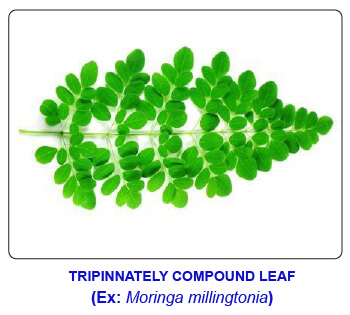 NCERT notes, free, CBSE notes, Leaf, Characteristics of leaf, functions of leaf, modifications of leaf, phyllotaxy, Venation, tendrils, spines, trap leaves, reproductive leaves