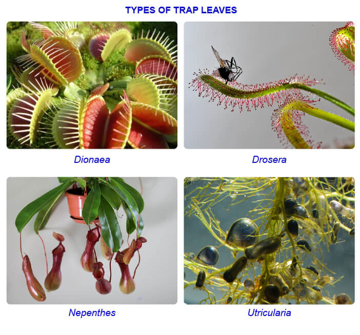Chapter 5- Morphology of flowering plants- Modifications of leaf (Notes) |  Study&Score