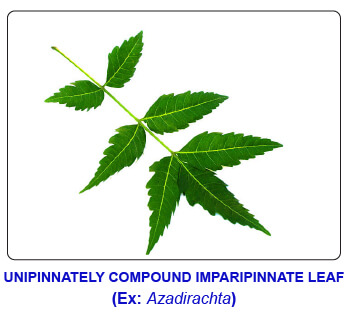 NCERT notes, free, CBSE notes, Leaf, Characteristics of leaf, functions of leaf, modifications of leaf, phyllotaxy, Venation, tendrils, spines, trap leaves, reproductive leaves