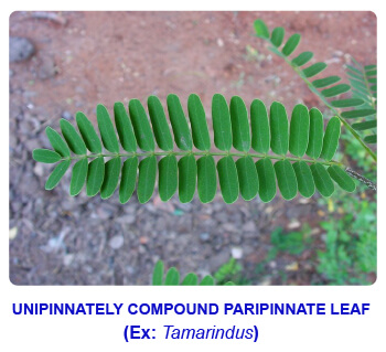 NCERT notes, free, CBSE notes, Leaf, Characteristics of leaf, functions of leaf, modifications of leaf, phyllotaxy, Venation, tendrils, spines, trap leaves, reproductive leaves