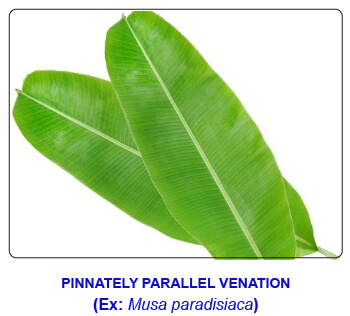 NCERT notes, free, CBSE notes, Leaf, Characteristics of leaf, functions of leaf, modifications of leaf, phyllotaxy, Venation, tendrils, spines, trap leaves, reproductive leaves