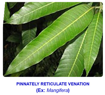 NCERT notes, free, CBSE notes, Leaf, Characteristics of leaf, functions of leaf, modifications of leaf, phyllotaxy, Venation, tendrils, spines, trap leaves, reproductive leaves