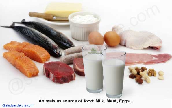 Chapter 1: Food-Where does it come from? (Notes) | Study&Score Chapter 1: Food-Where does it come from? (Notes) | Study&Score
